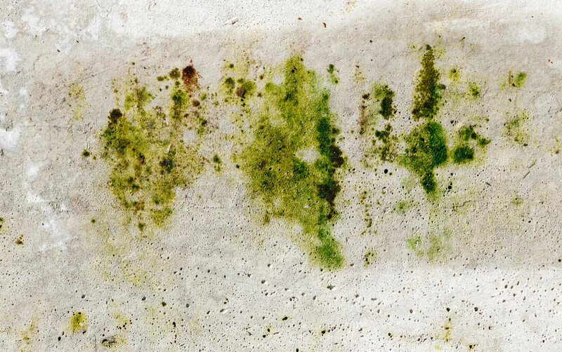 Muffa verde sui muri